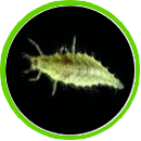 chryso larva